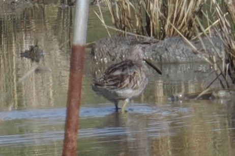 Short-billed/Long-billed Dowitcher - ML643094299