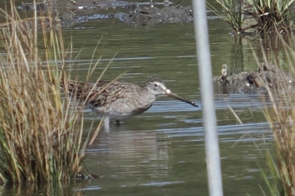 Short-billed/Long-billed Dowitcher - ML643094308