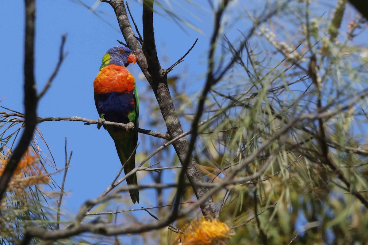 Rainbow Lorikeet - ML643094312