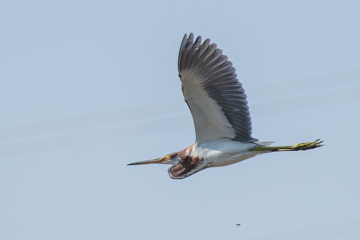 Tricolored Heron - ML643094314