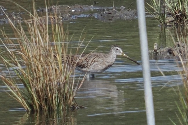 Short-billed/Long-billed Dowitcher - ML643094320