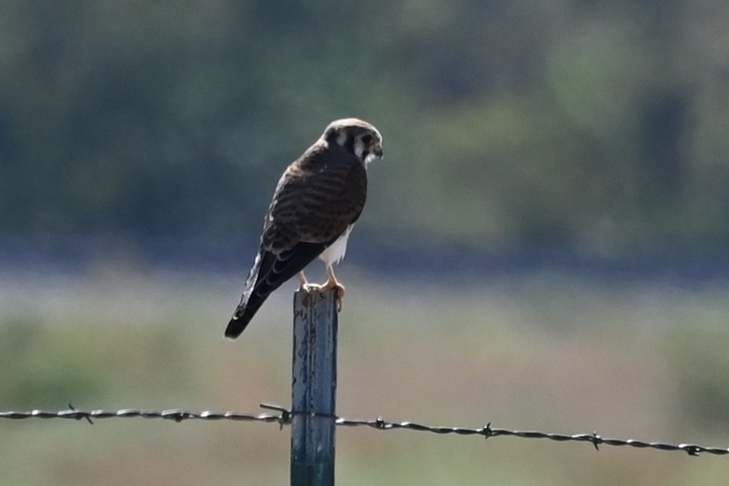 American Kestrel - ML643094321