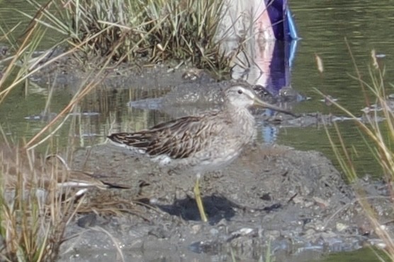 Short-billed/Long-billed Dowitcher - ML643094328