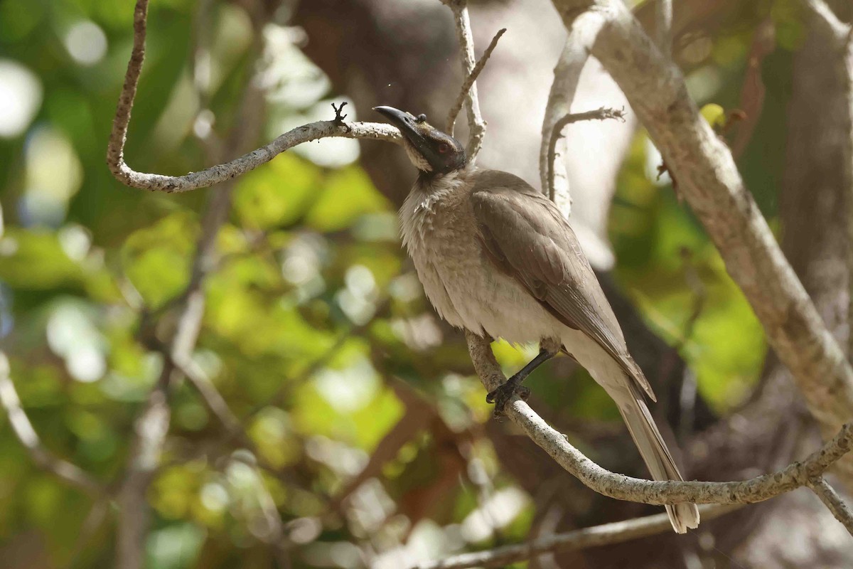 Noisy Friarbird - ML643094335