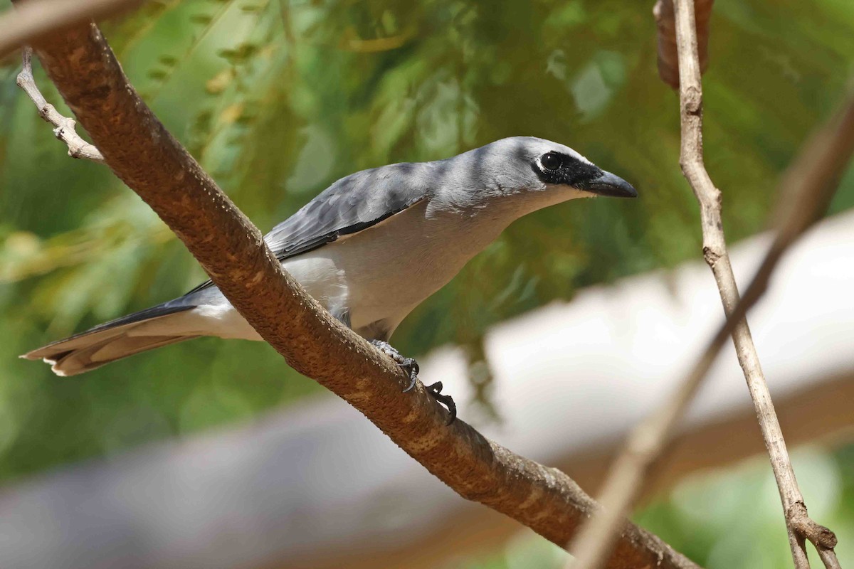 White-bellied Cuckooshrike - ML643094348