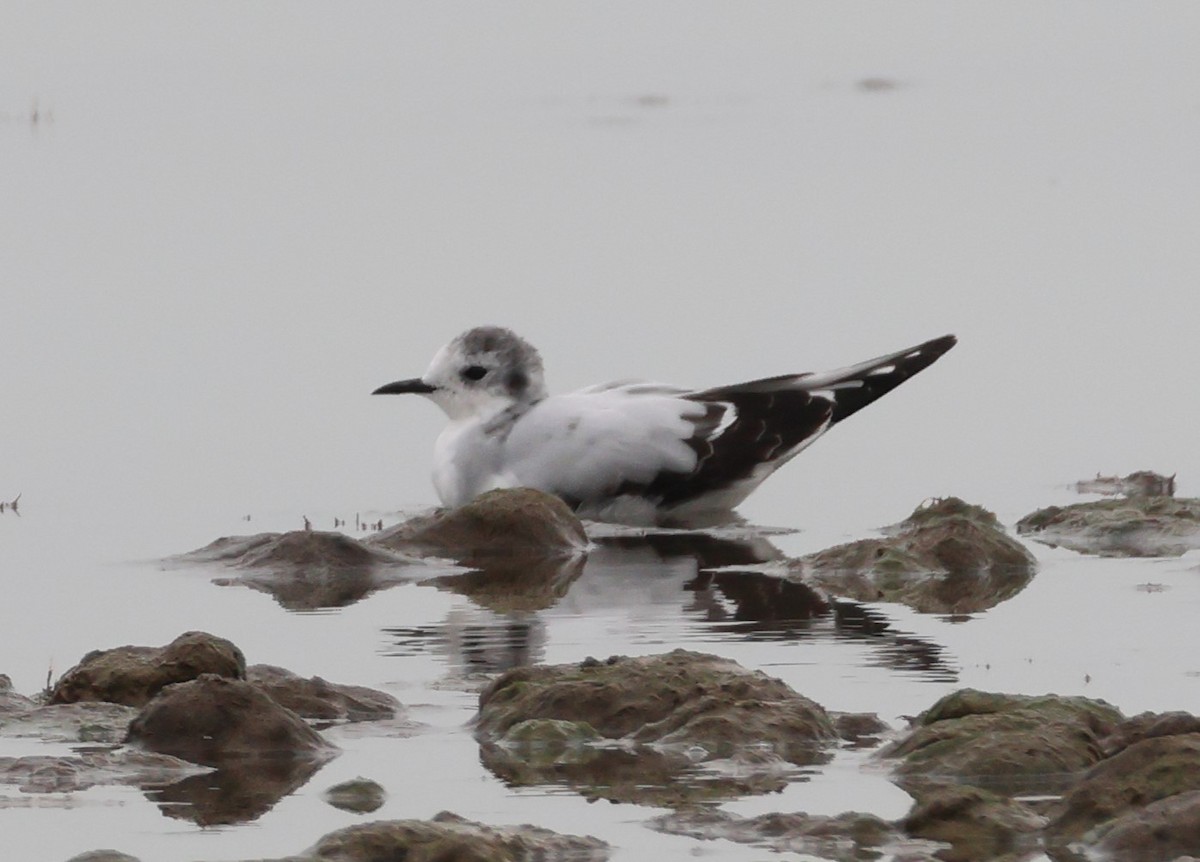 Little Gull - ML643094349
