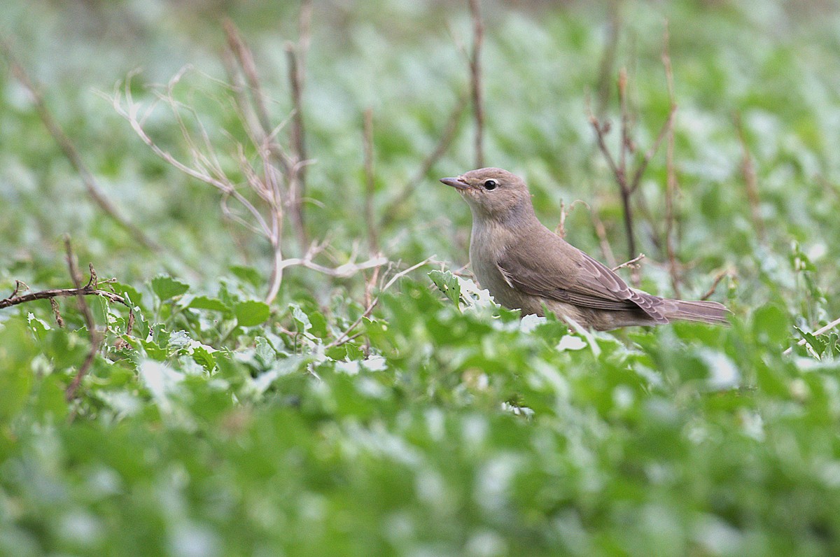 Garden Warbler - ML643094377