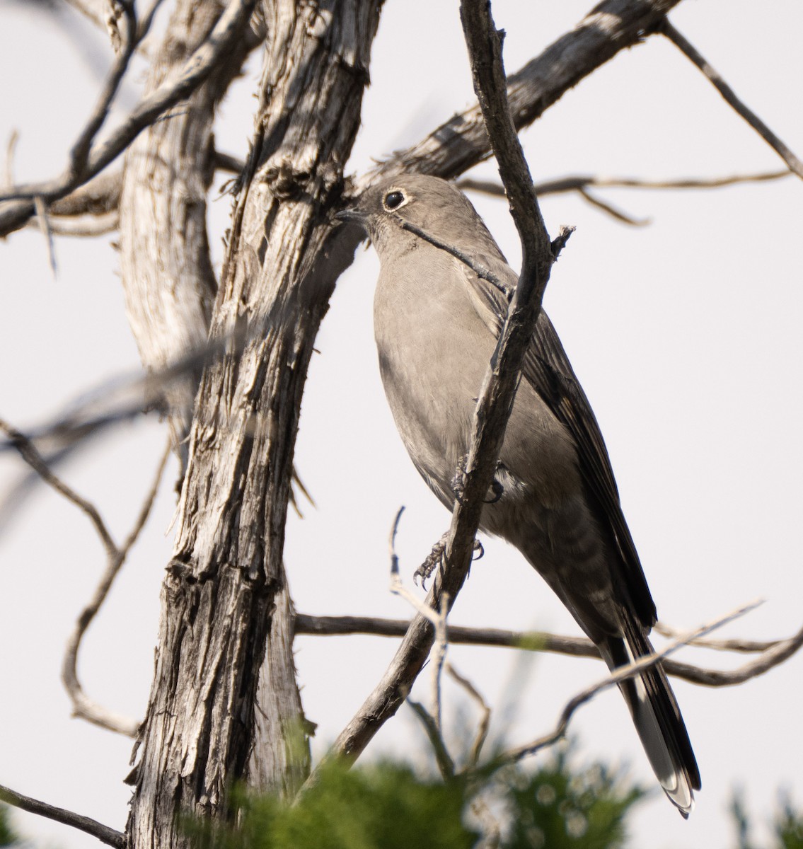 Townsend's Solitaire - ML643094386