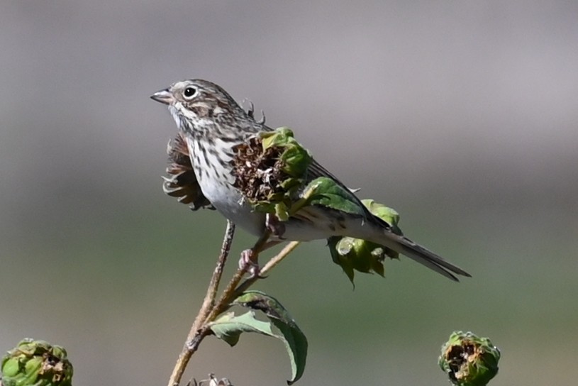 Vesper Sparrow - ML643094394