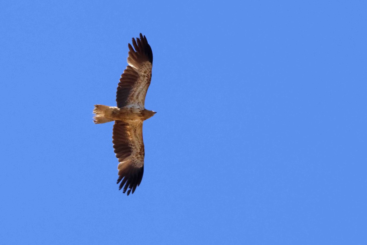 Whistling Kite - ML643094422