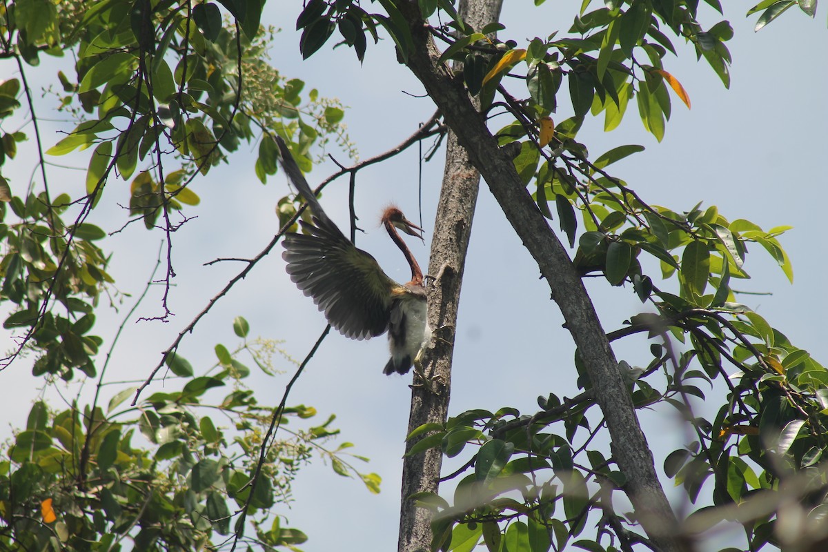 Tricolored Heron - ML643094430