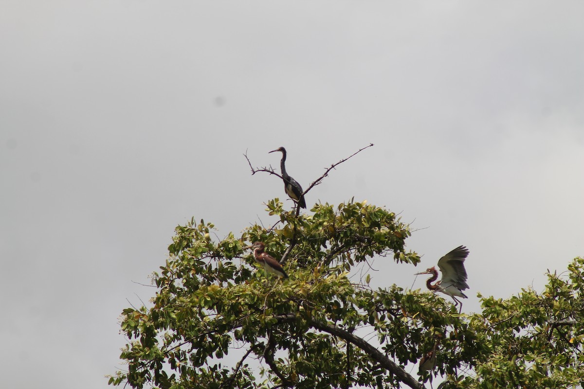 Tricolored Heron - ML643094431