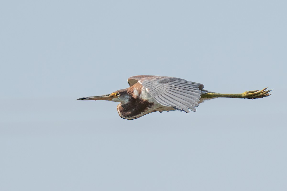 Tricolored Heron - ML643094449