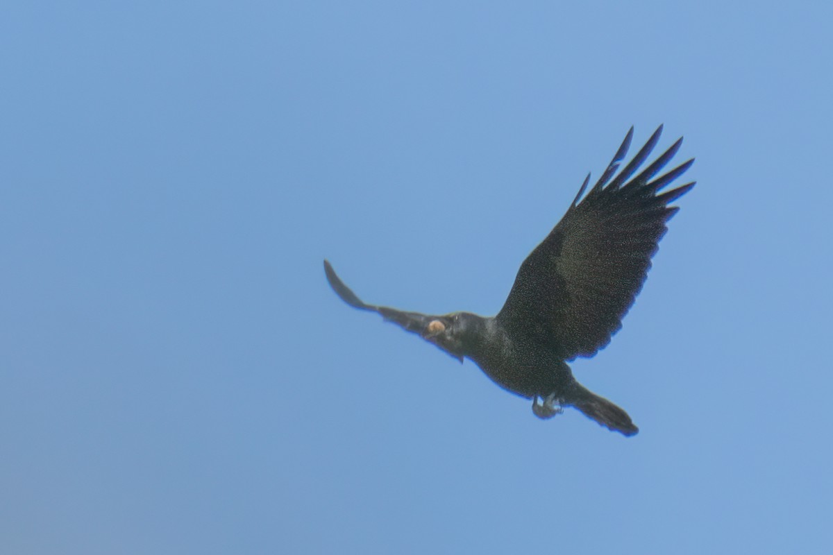 アメリカガラス - ML643094468