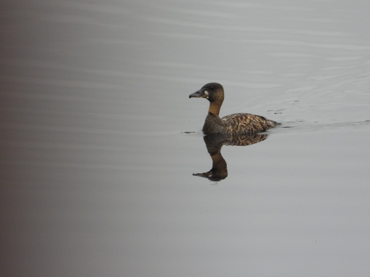 White-backed Duck - ML643094469