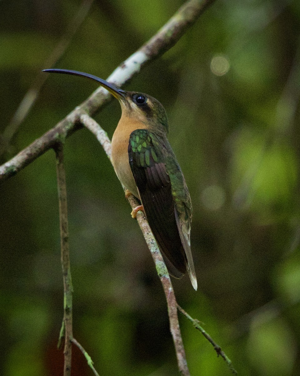 Rufous-breasted Hermit - ML643094471