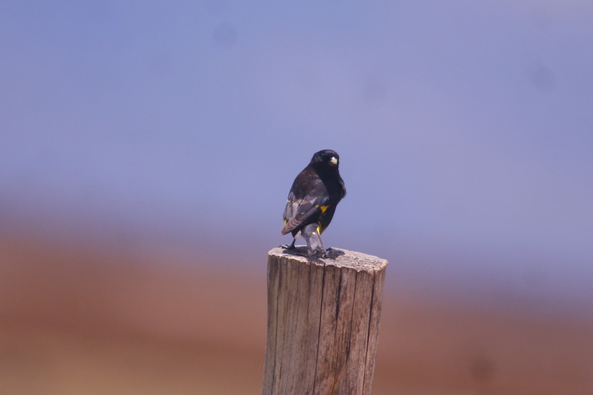 Black Siskin - ML643094484