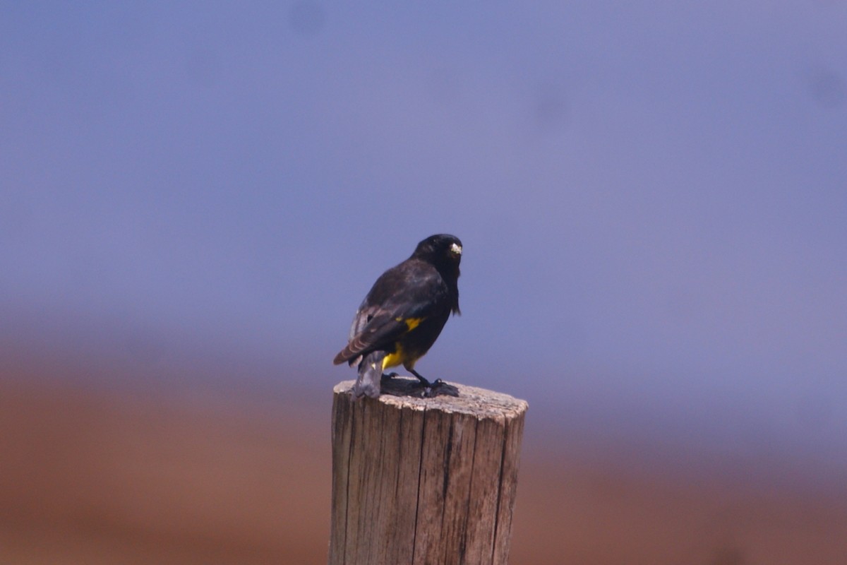 Black Siskin - ML643094485