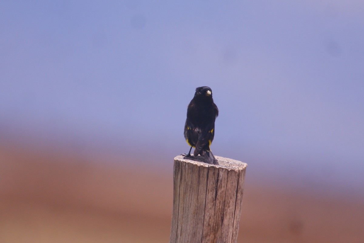 Black Siskin - ML643094487