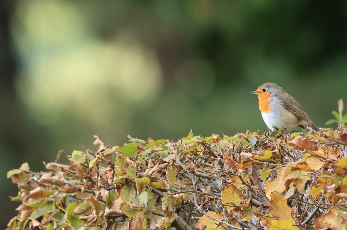 European Robin - ML643094500