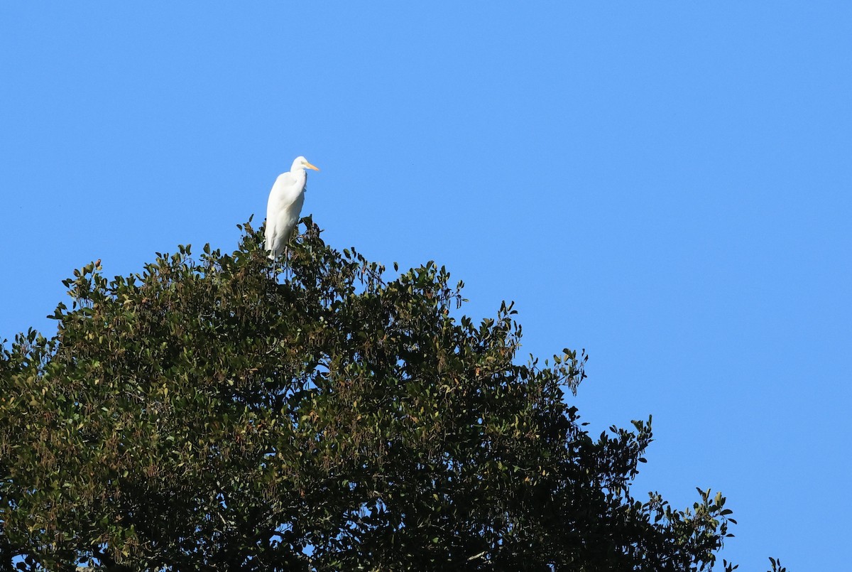 Great Egret - ML643094534