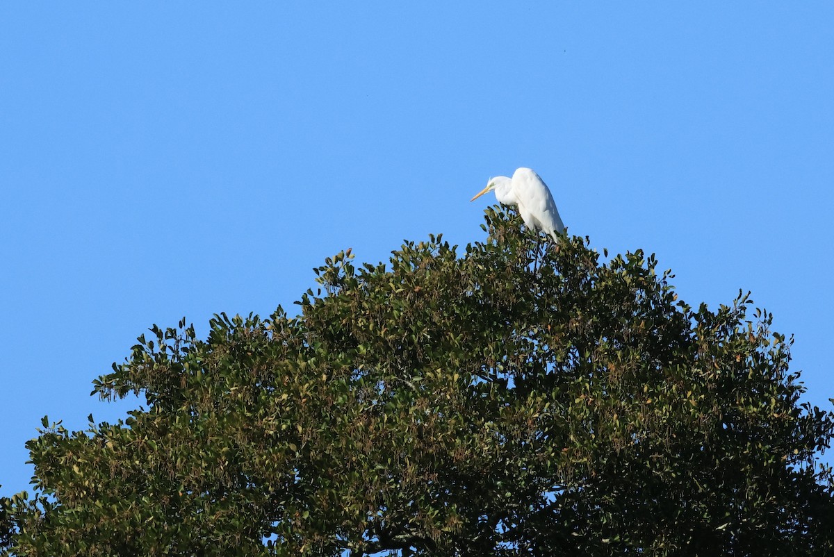Great Egret - ML643094535