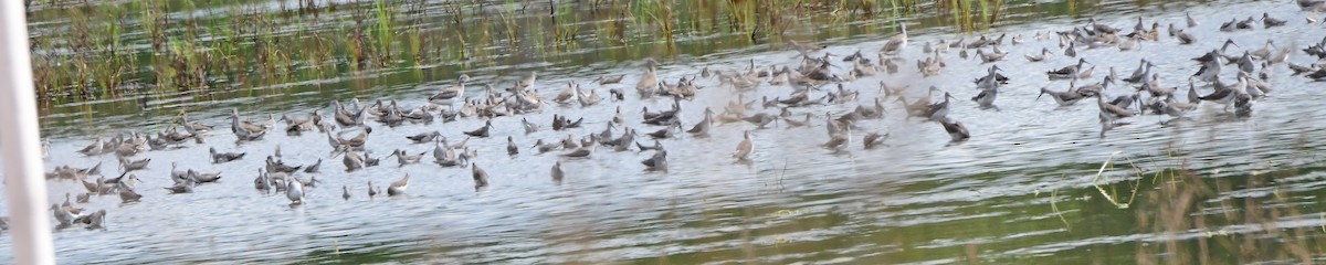 Stilt Sandpiper - ML643094536