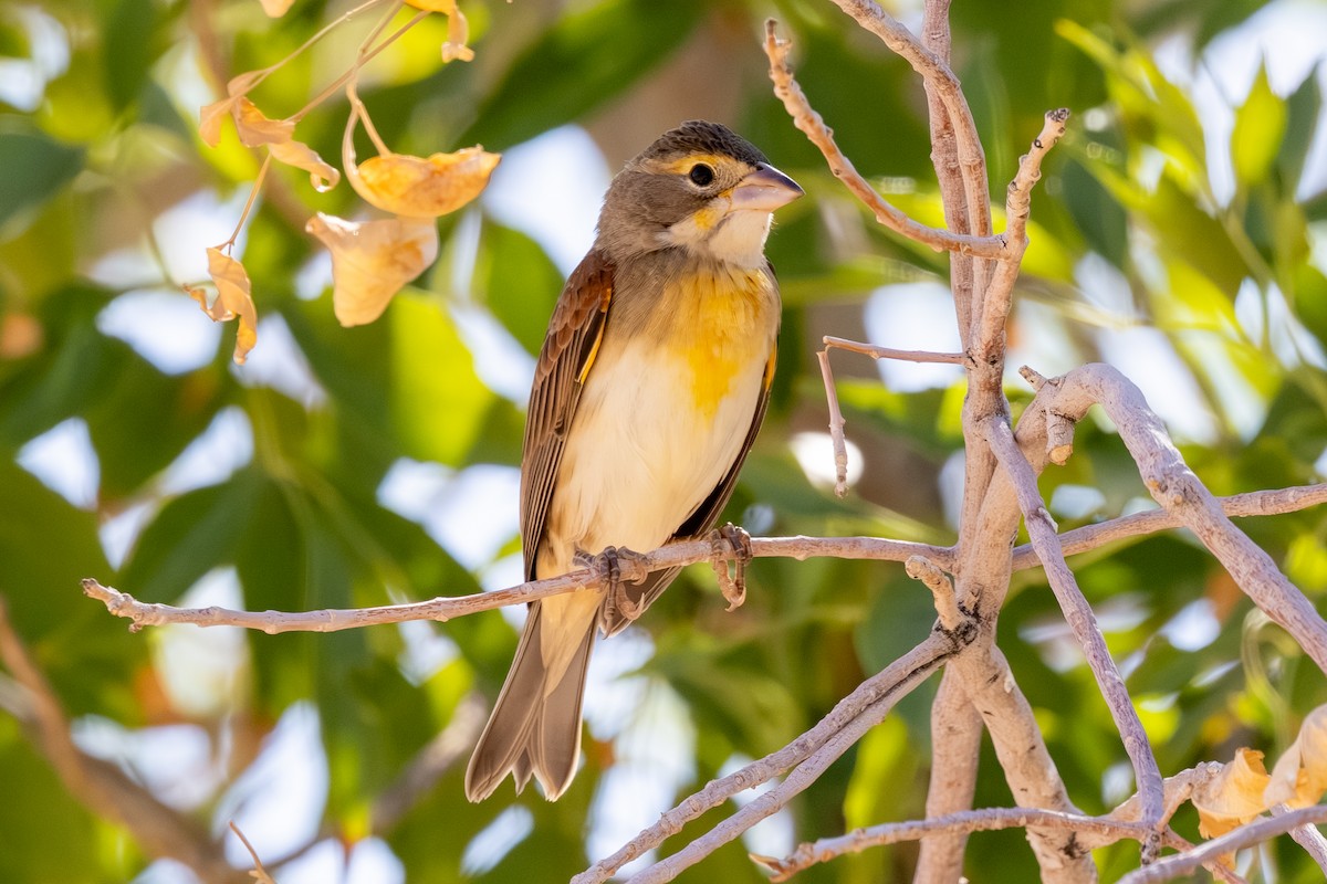 Dickcissel - ML643094552