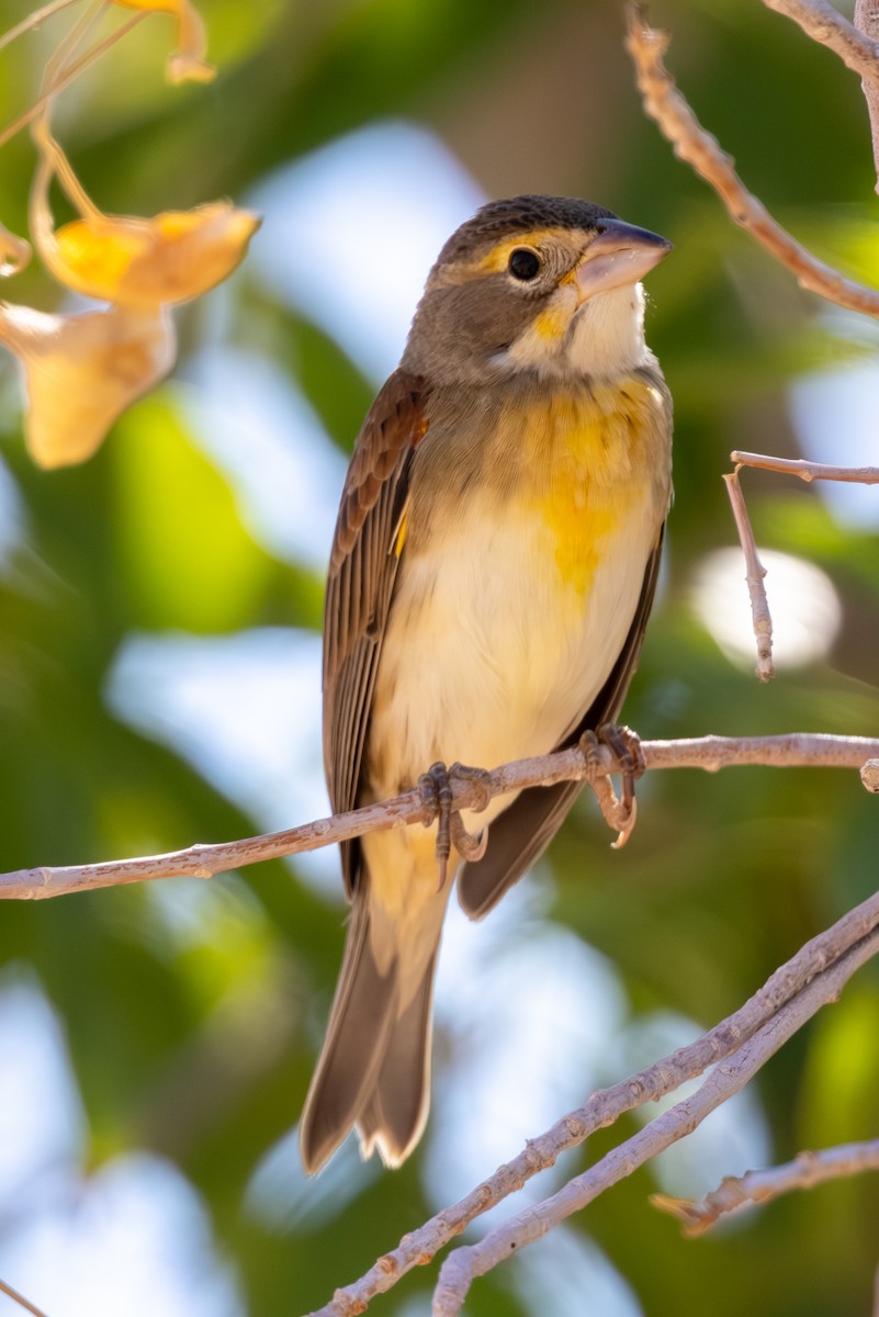 Dickcissel - ML643094553