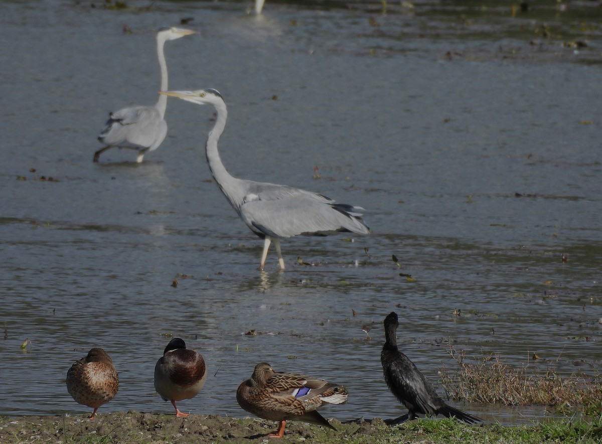 Pygmy Cormorant - ML643094565