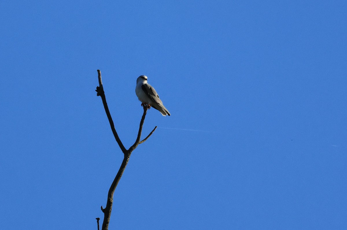 Black-winged Kite - ML643094567