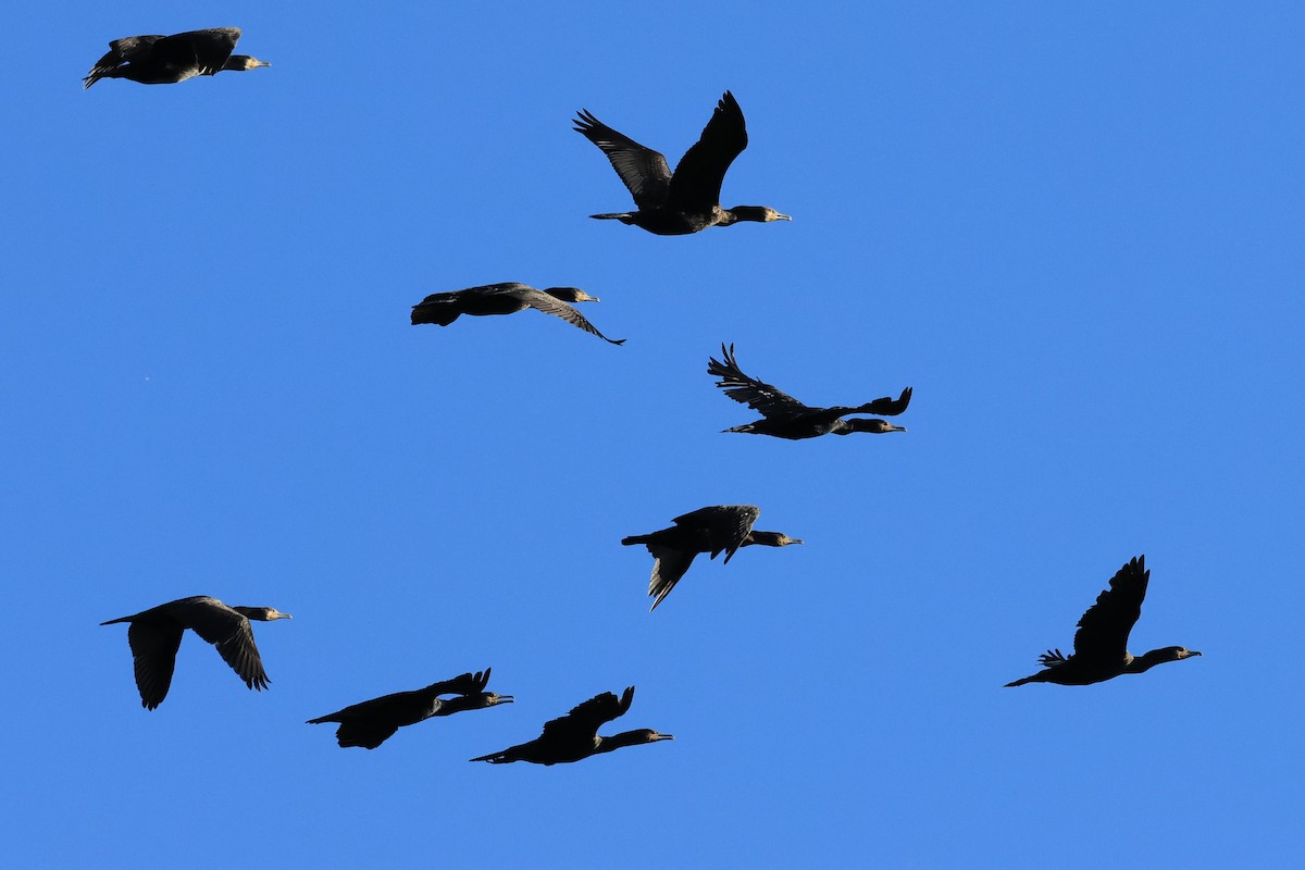 Great Cormorant - ML643094581