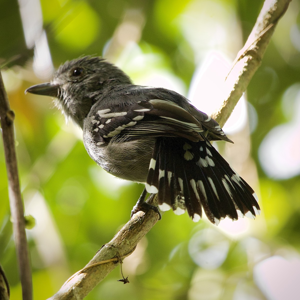 Sooretama Slaty-Antshrike - ML643094588