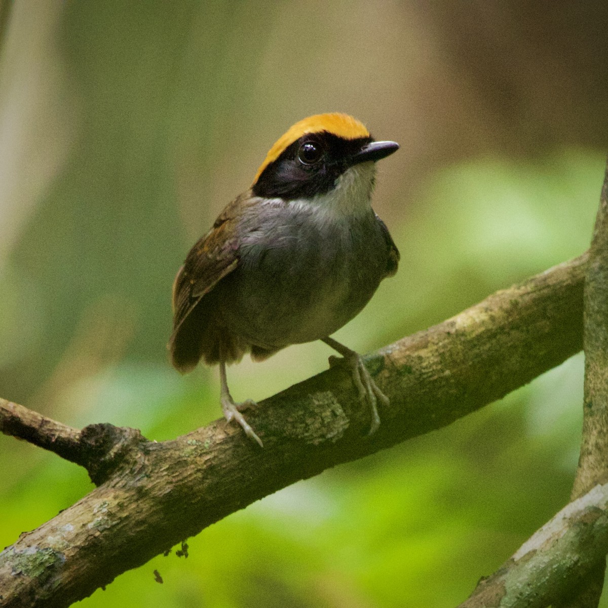 Black-cheeked Gnateater - ML643094607