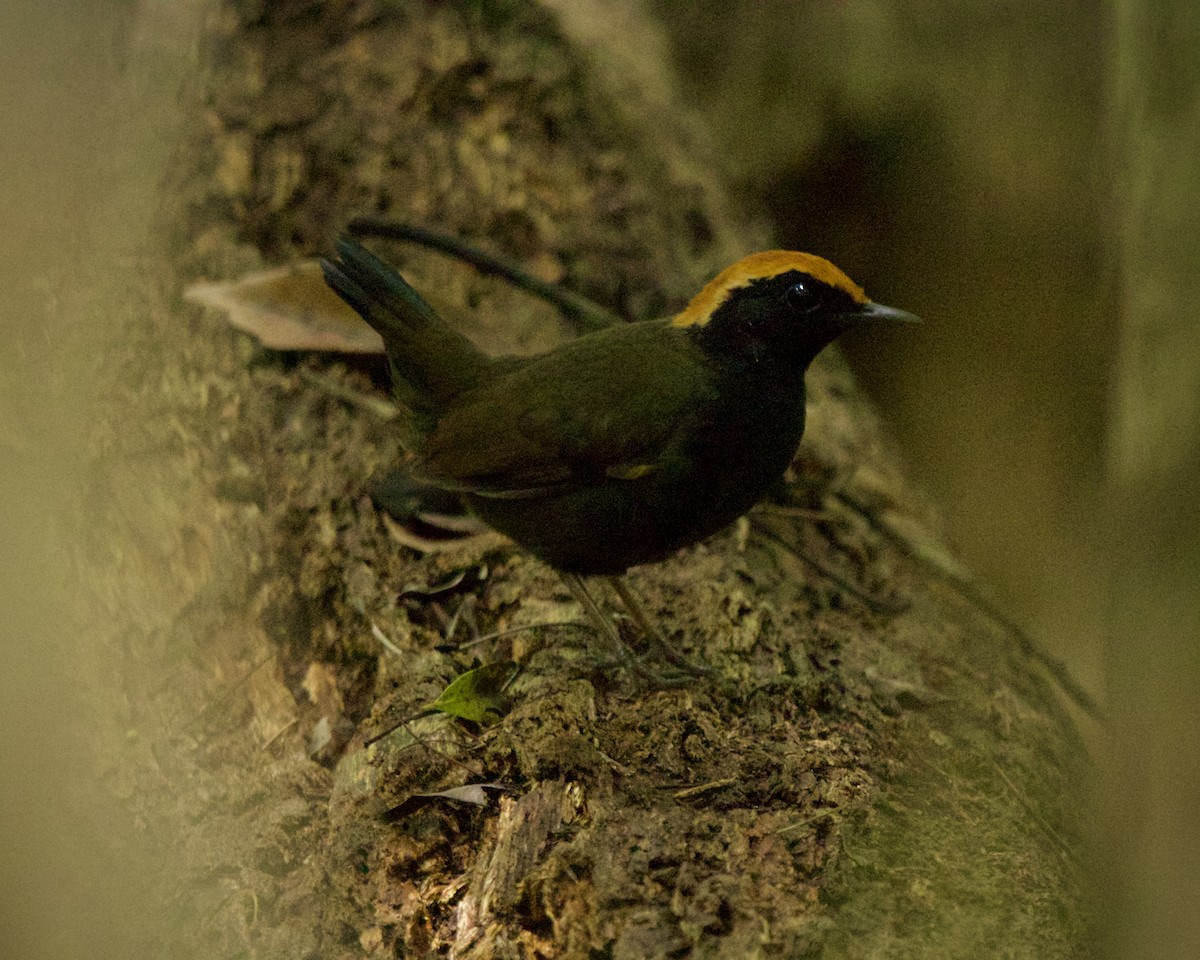Rufous-capped Antthrush - ML643094614