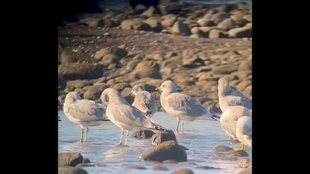 Franklin's Gull - ML643094657