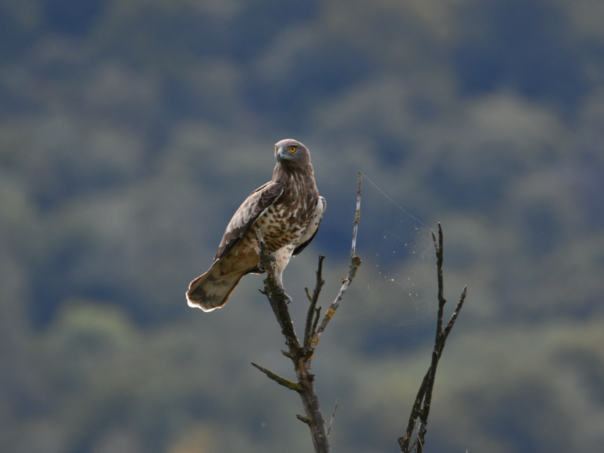 Short-toed Snake-Eagle - ML643094687