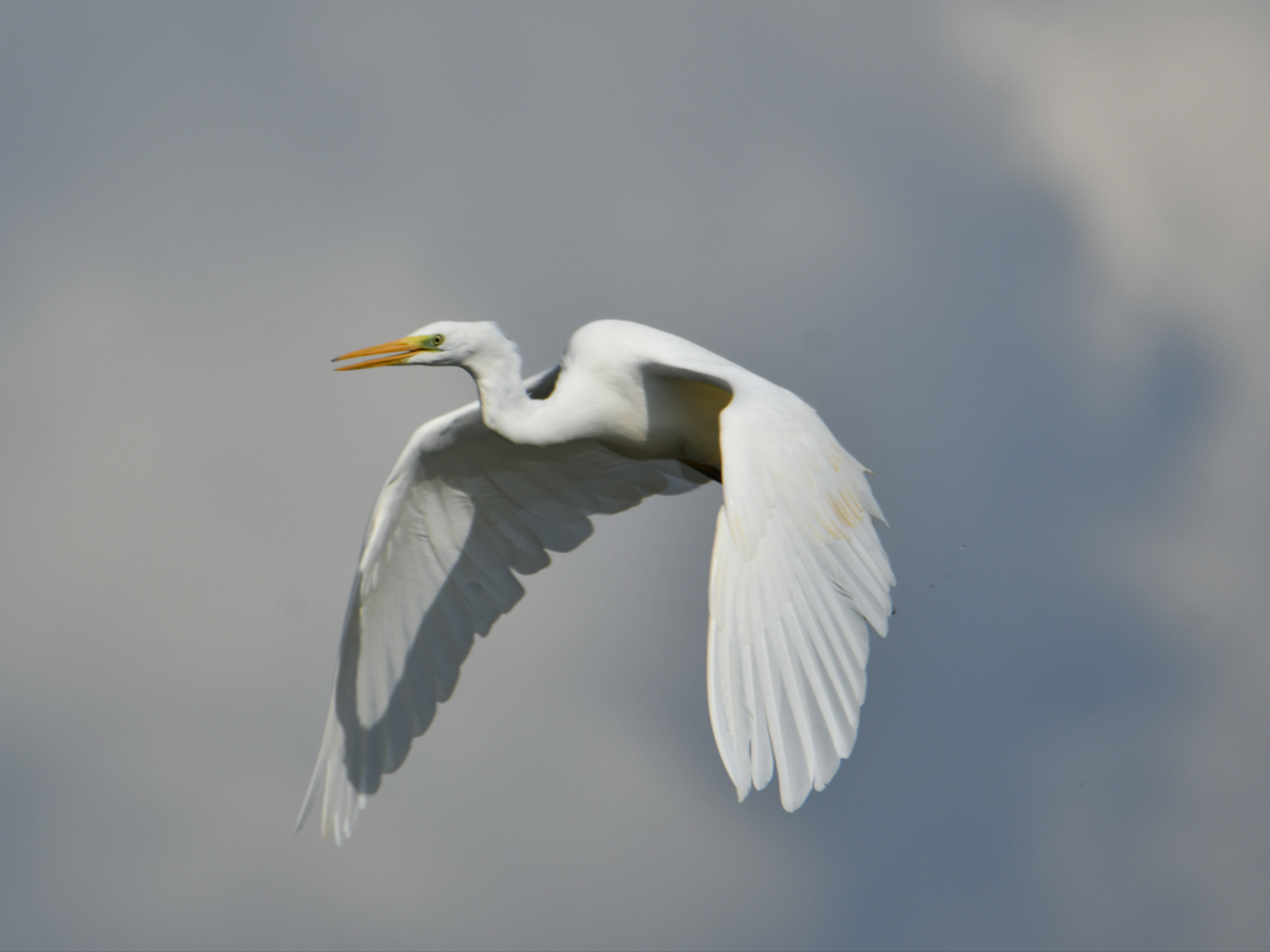 Great Egret - ML643094715