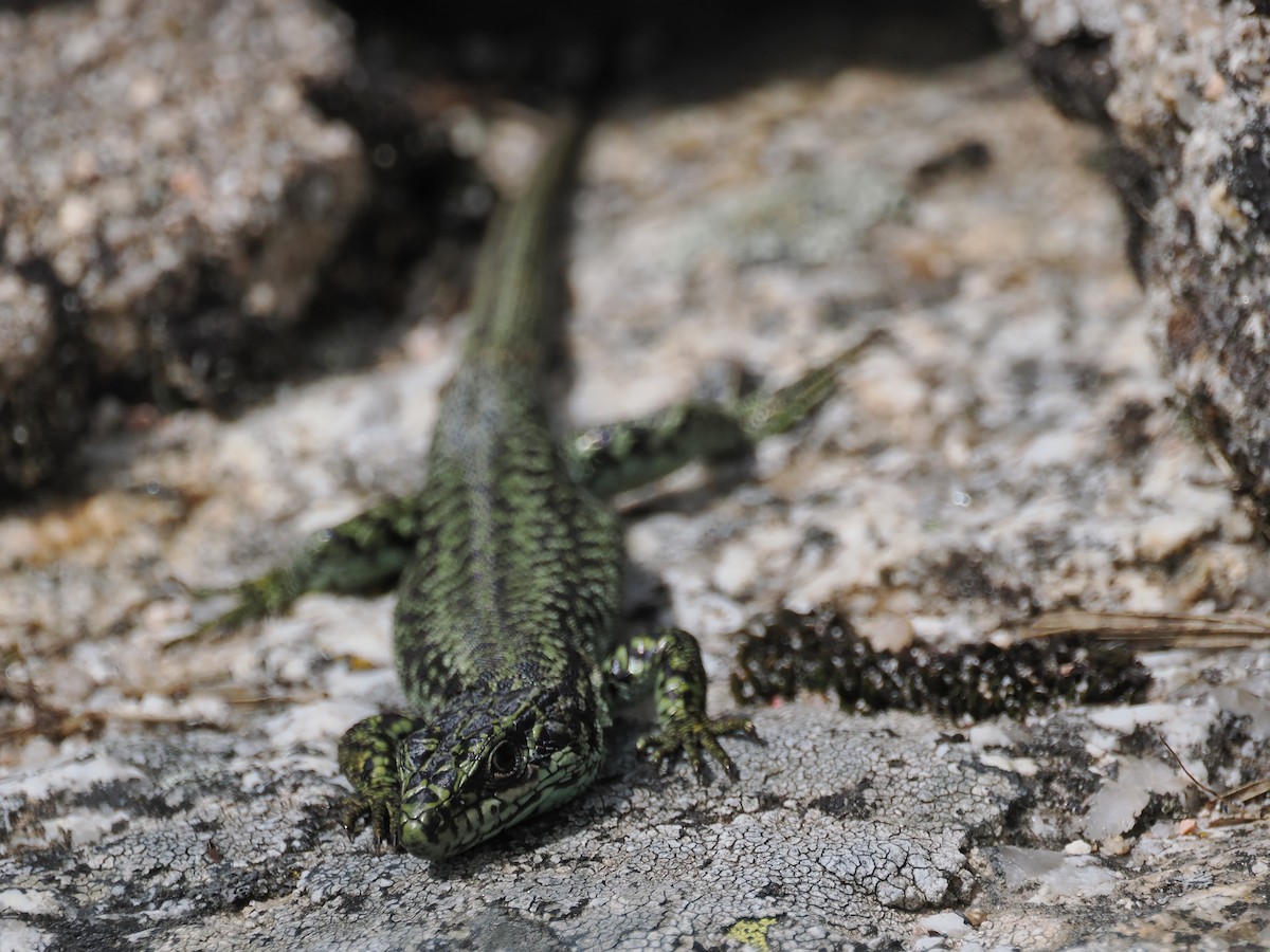 Cyren's Rock Lizard - ML643094745