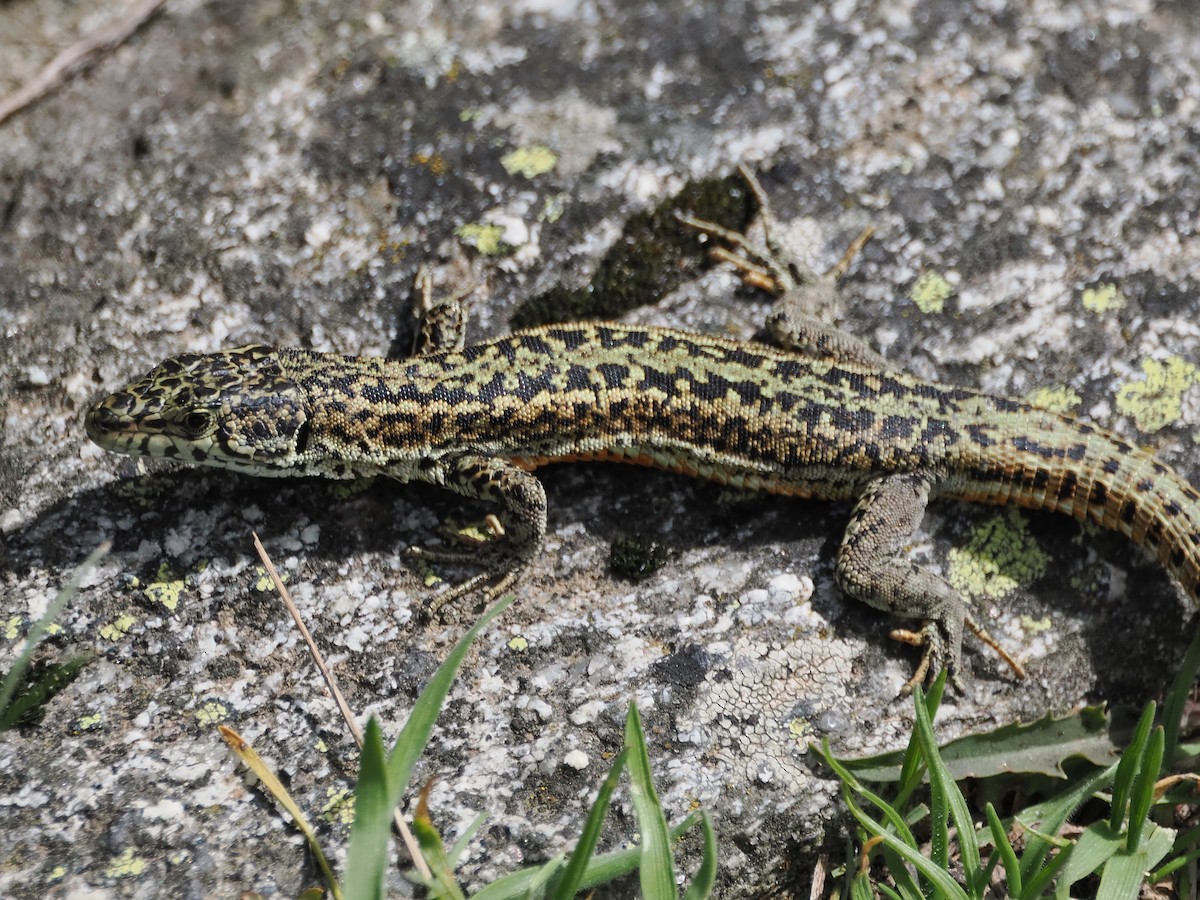 Guadarrama Wall Lizard - ML643094746