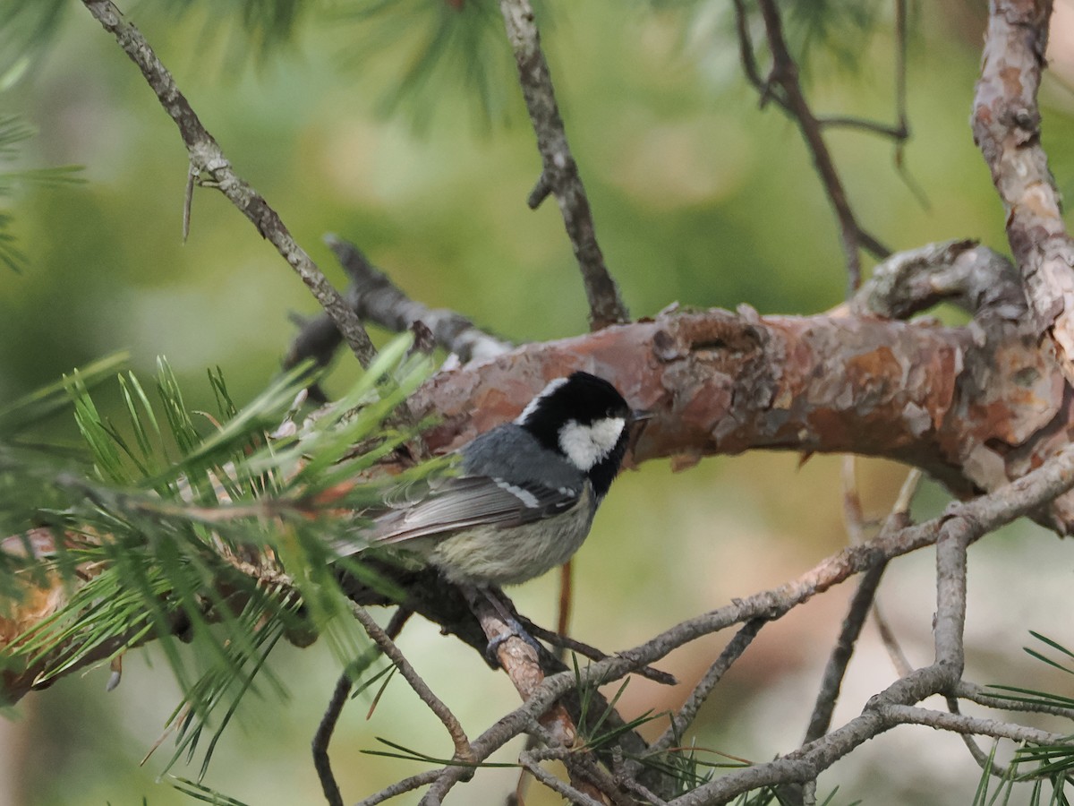 Coal Tit - ML643094752