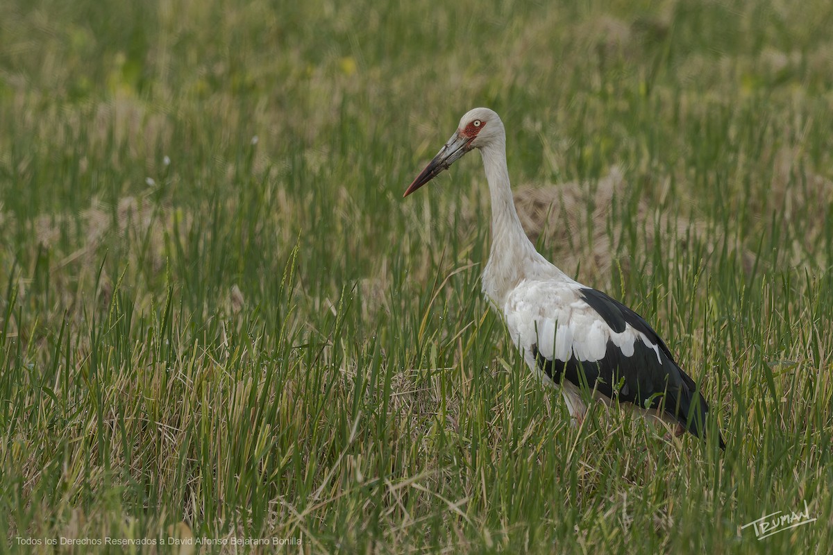 Maguari Stork - ML643094787