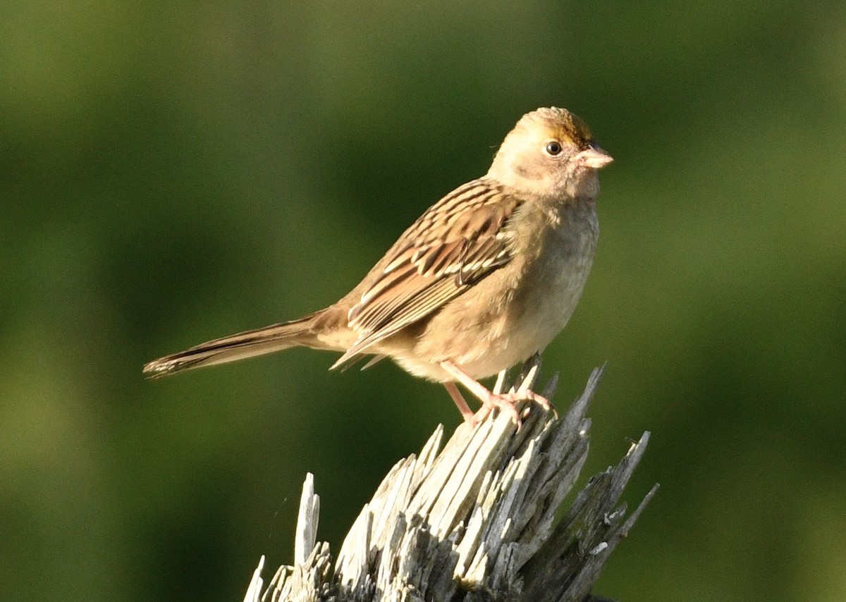 Bruant à couronne dorée - ML643094803