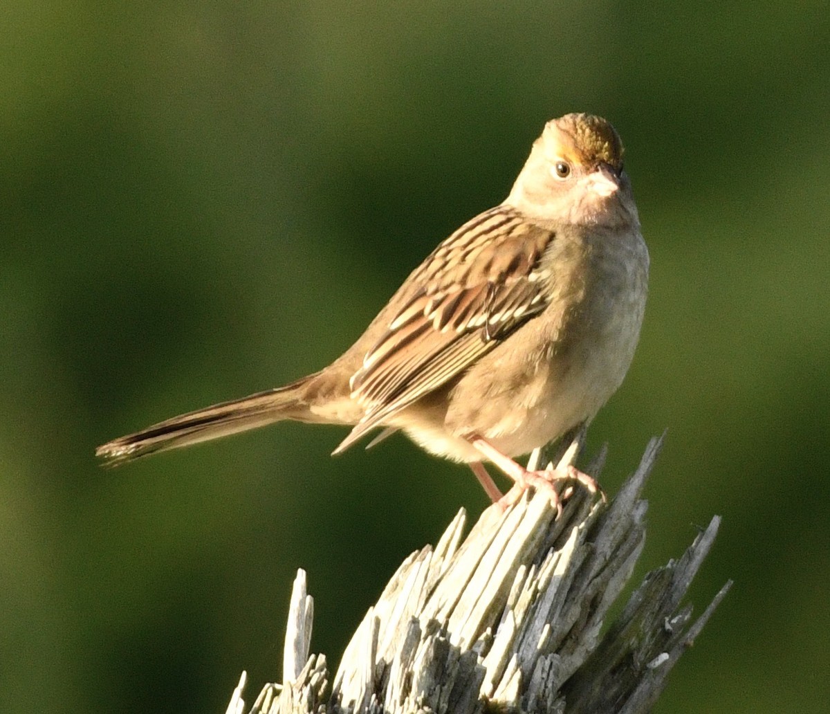 Bruant à couronne dorée - ML643094804
