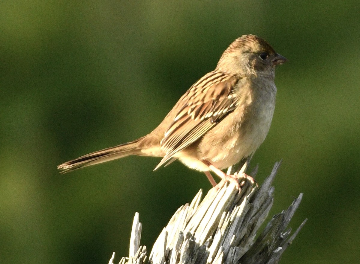 Bruant à couronne dorée - ML643094805