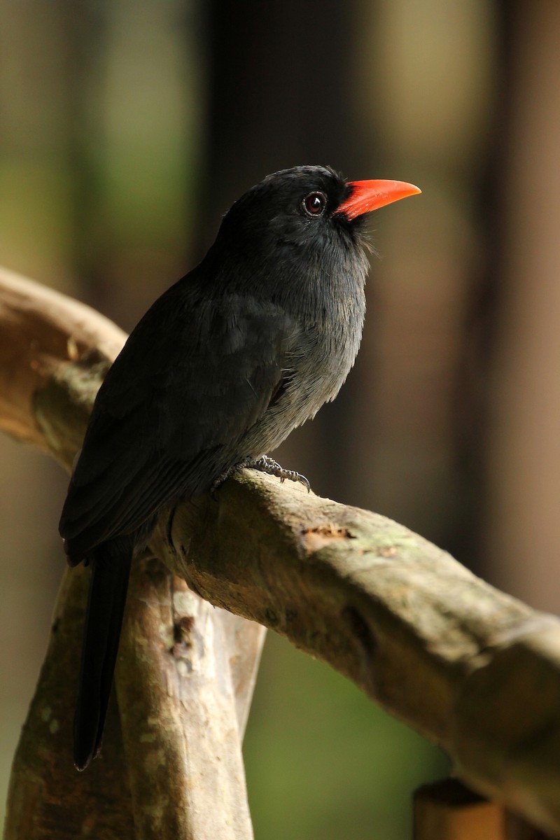 Black-fronted Nunbird - ML643094838