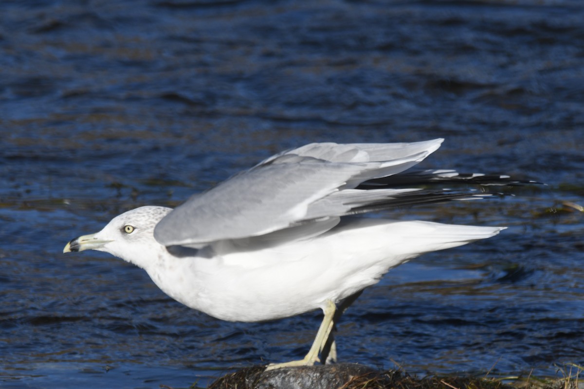 Delawareko kaioa - ML643094839