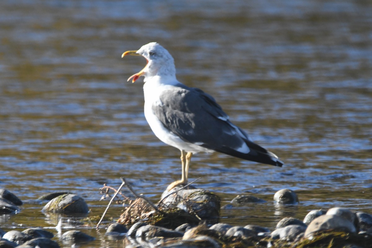 Kaio iluna - ML643094848