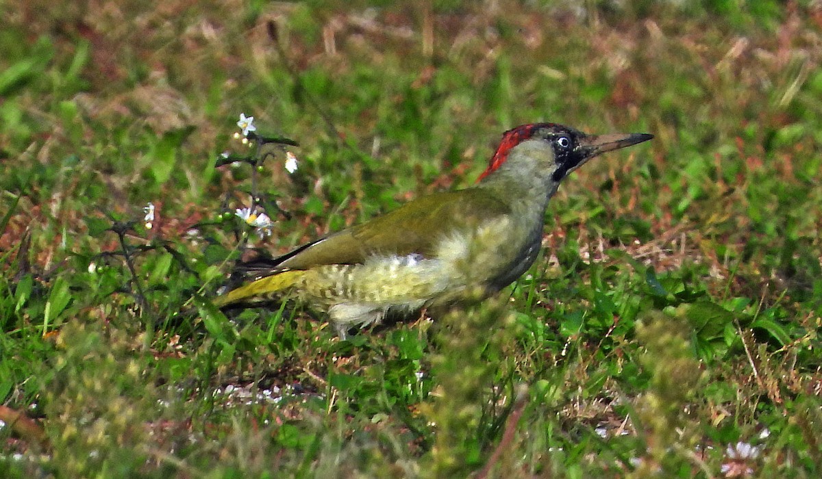 Eurasian Green Woodpecker - ML643094873