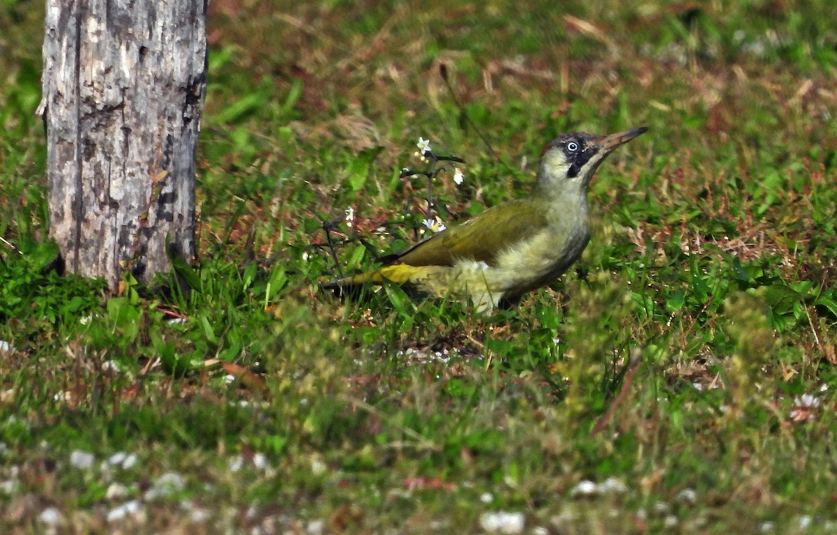 Eurasian Green Woodpecker - ML643094874